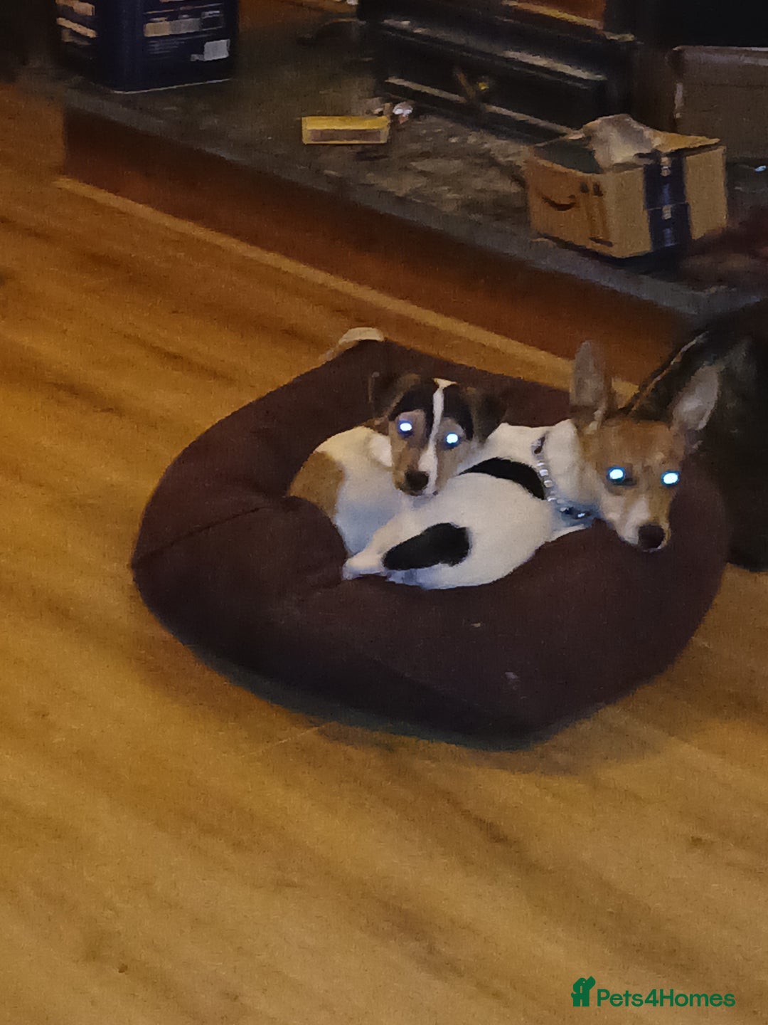 Jack Russell dogs for sale: Jack russell pup - Image 4