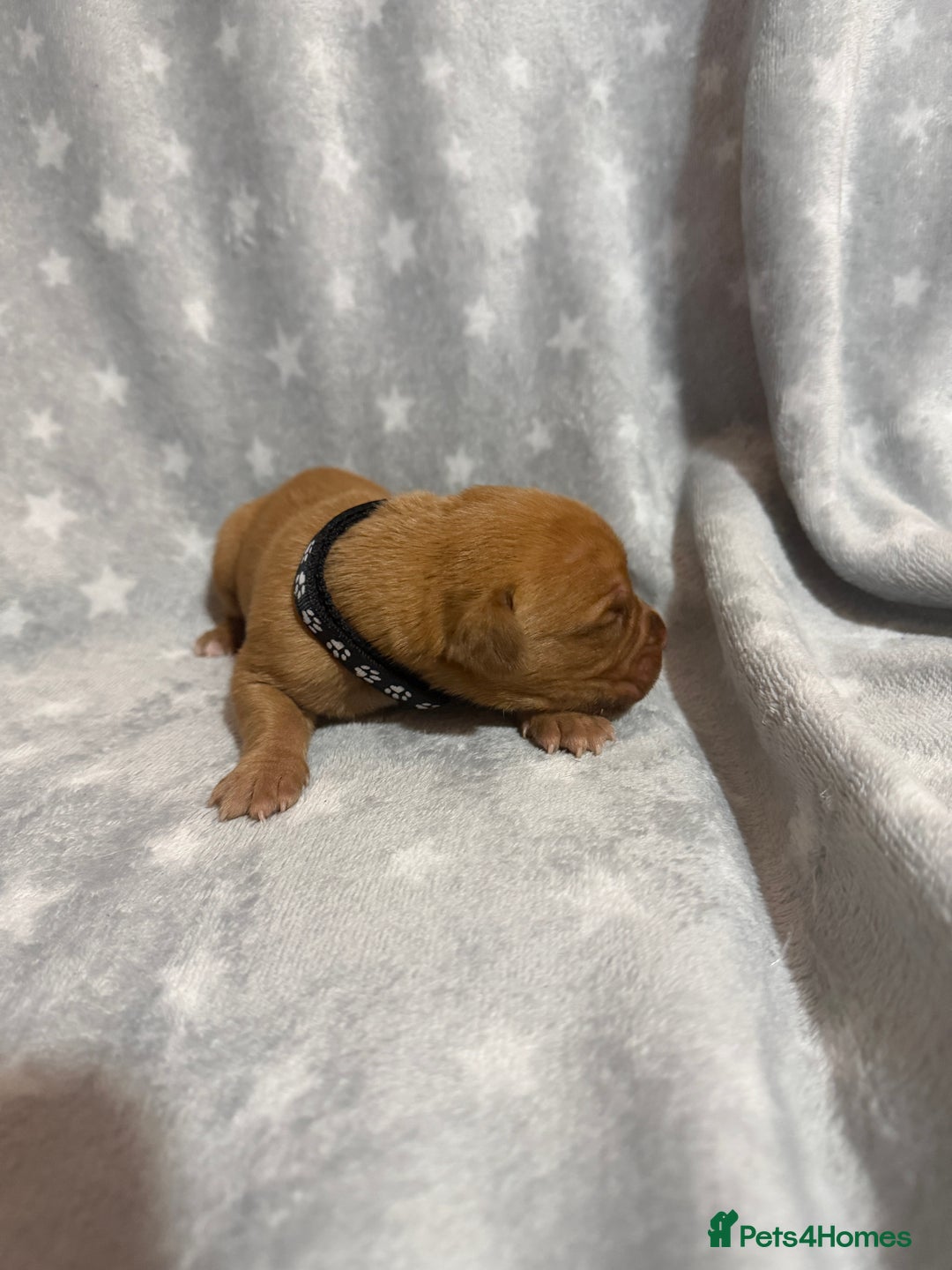 Dogue De Bordeaux dogs for sale: Beautiful Dogue De Bordeaux Puppies - Advert 30