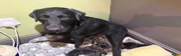 Mixed Breed dogs for sale: Patterdale Terrier × Cocker Spaniel Puppies in King's Lynn - Advert 8