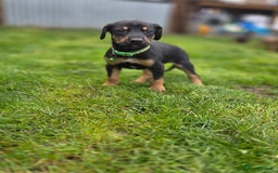 Mixed Breed dogs for sale: Dobermann cross puppies  - Image 9