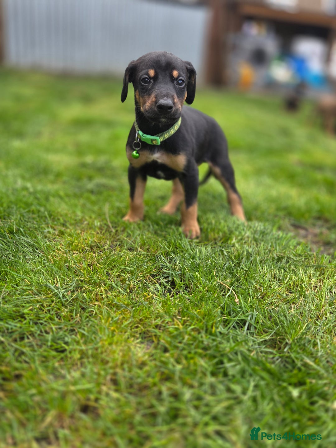 Mixed Breed dogs for sale: Dobermann cross puppies  - Image 9