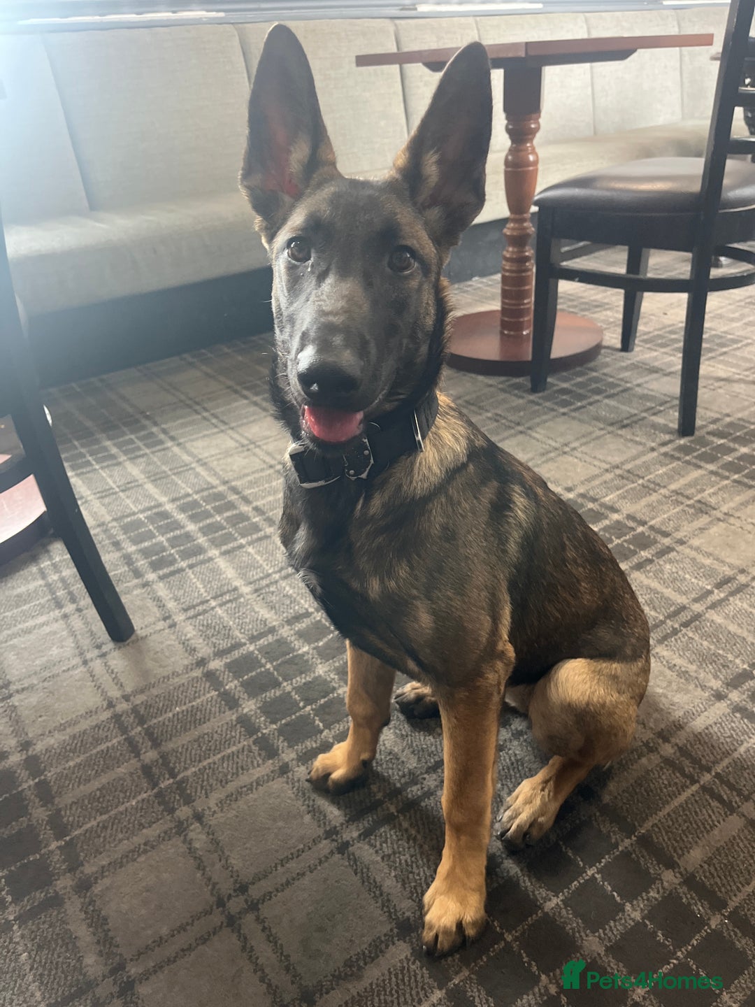 Belgian Shepherd Dog dogs for sale: Dutch/belgian herder/malinois FEMALE ready to go!! - Image 2