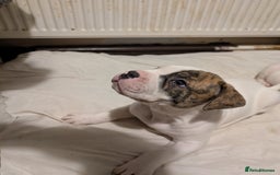 American Bulldog dogs for sale: Johnson American bulldog pups (ready to leave)  - Image 13