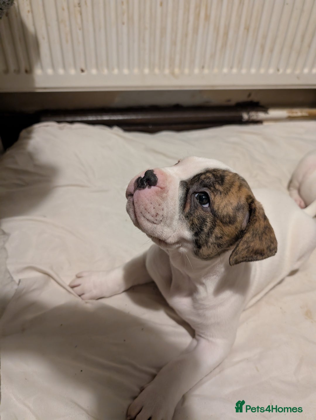 American Bulldog dogs for sale: Johnson American bulldog pups (ready to leave)  - Image 13