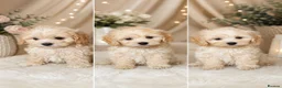 Maltipoo dogs for sale: 🐶Amazing Asian Maltipo puppies  - Advert 1