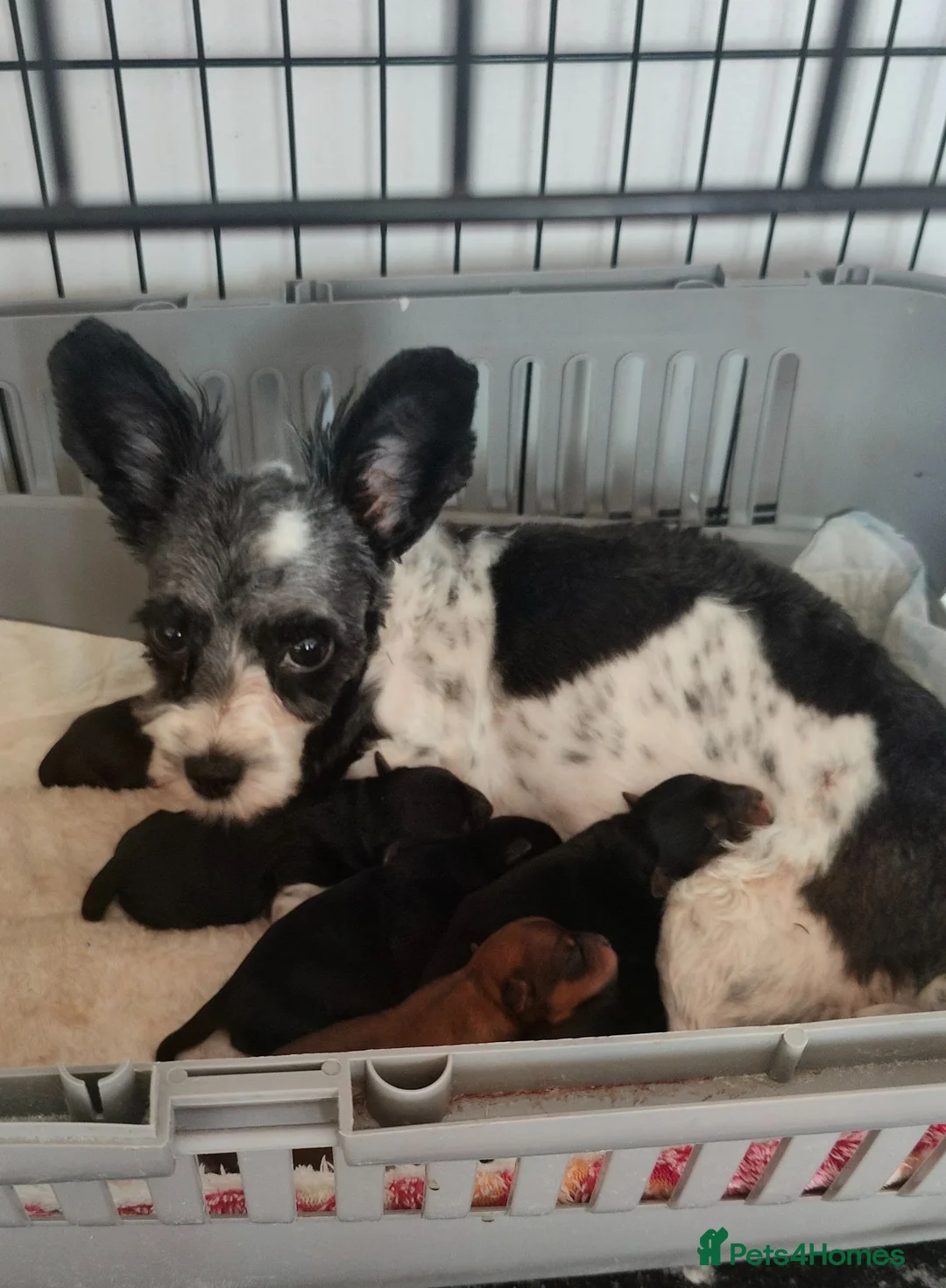 Mixed Breed dogs for sale: Yorkshire terrier X Biewer  - Advert 1