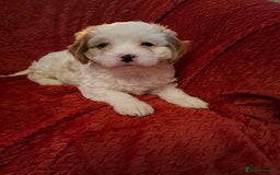 Cavapoochon dogs for sale: Cavapoochon Girl - Advert 8