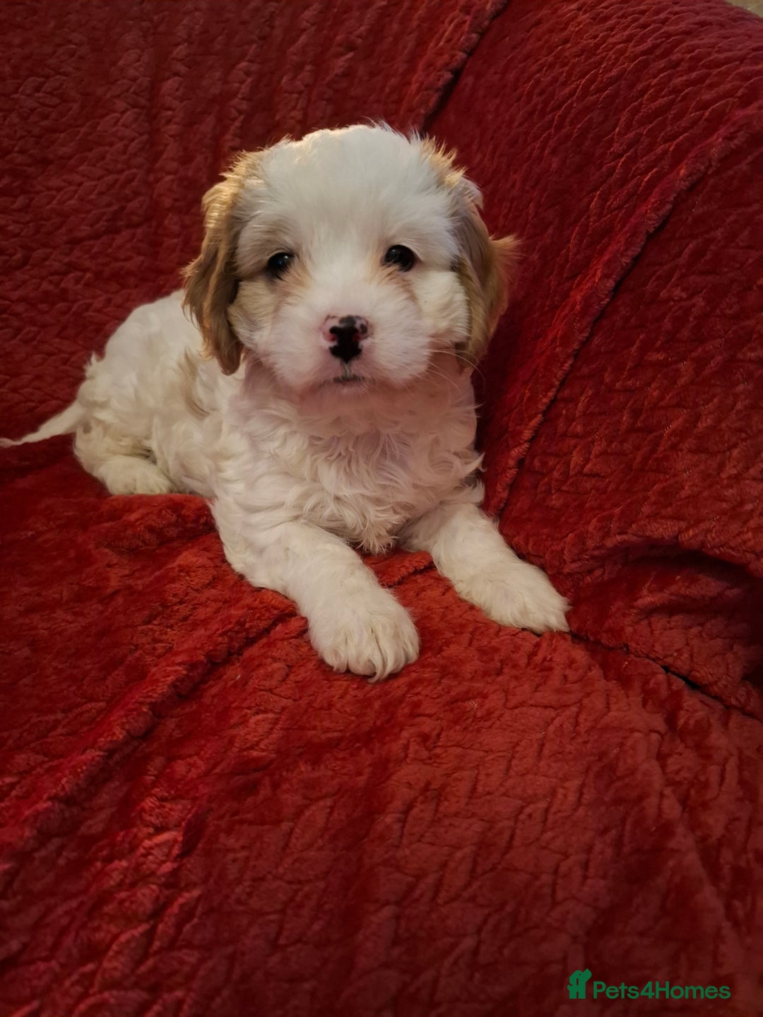 Cavapoochon dogs for sale: Cavapoochon Girl - Advert 8