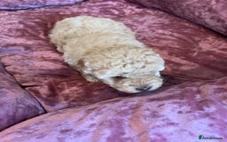 Toy Poodle dogs for sale: Gorgeous Toy Poodle Puppies - Advert 8