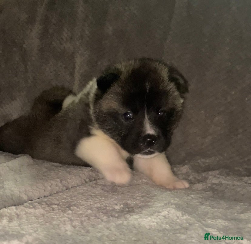 Akita dogs Beautiful American Akita Puppies 9 Boys 3 Females  - Advert 3