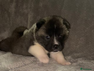 Akita dogs Beautiful American Akita Puppies 9 Boys 3 Females - Advert 2