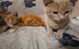 Domestic Shorthair cats for sale: 2 gorgeous ginger boys🌟 - Image 11