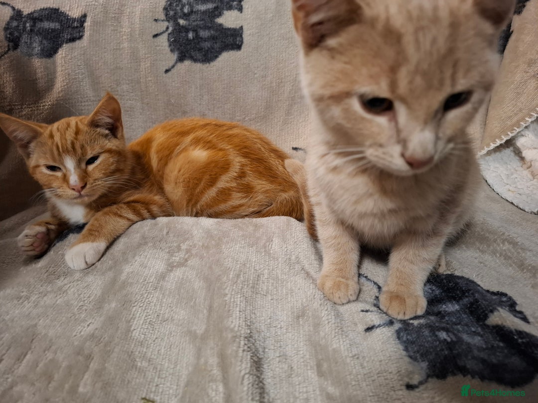 Domestic Shorthair cats for sale: 2 gorgeous ginger boys🌟 - Image 11