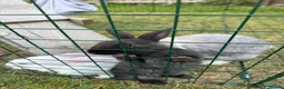 Dwarf Lop rabbits for sale: Dwarf Lop Baby Bunnies  - Advert 3