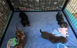 Miniature Dachshund dogs for sale: Miniature Dachshunds for sale  - Image 7