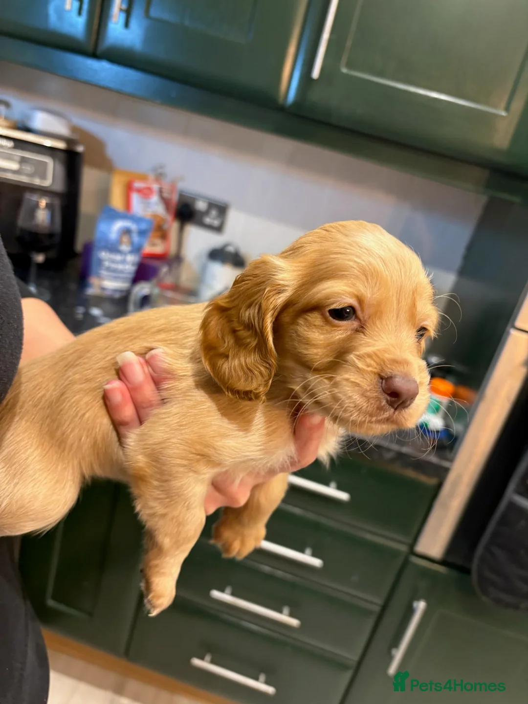 Cocker Spaniel dogs for sale: Working cocker spaniels. Fantastic pedigree  - Advert 8