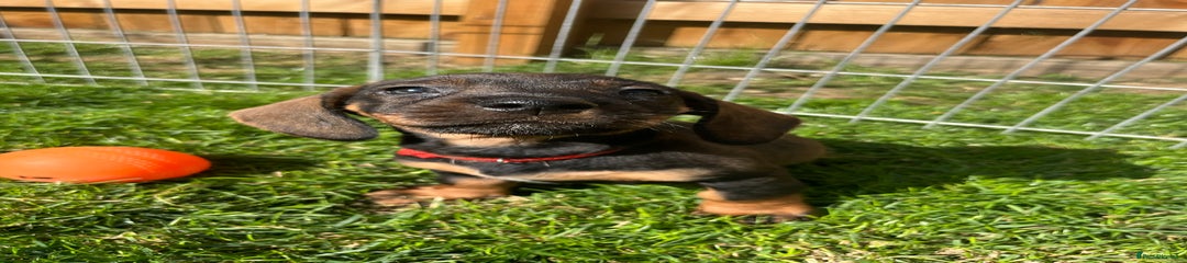 Dachshund Puppy 7 red
