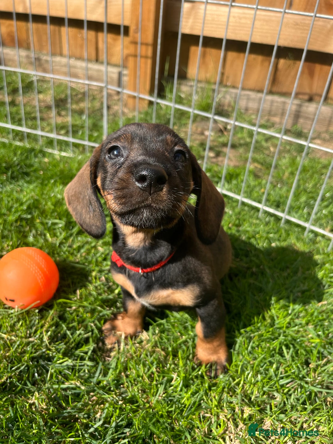 Dachshund dogs for sale: wirehaired dachshunds (teckels) - Image 37