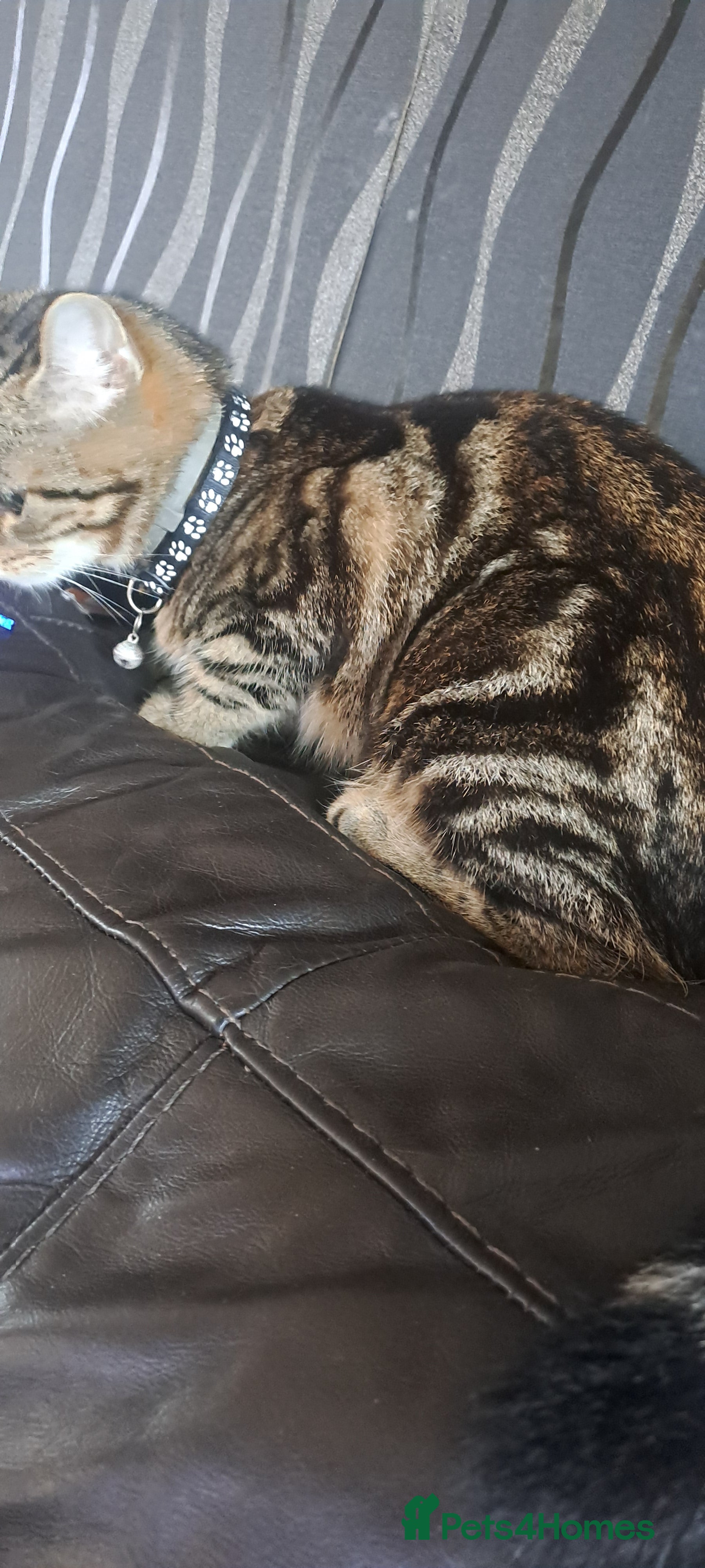 Bengal cats Bengal x domestic short hair female - Advert 3