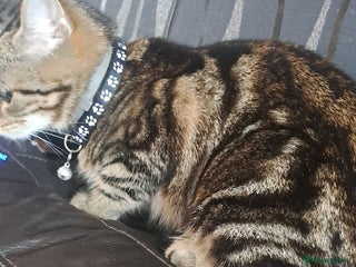 Bengal cats - Advert 2