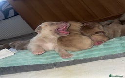 Mixed Breed dogs for sale: Cane Corso X mastiff - Image 16