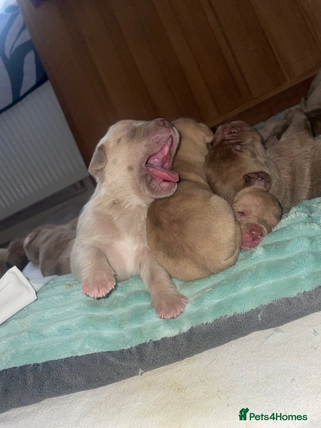 Mixed Breed dogs for sale: Cane Corso X mastiff - Image 16