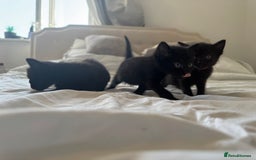 Mixed Breed cats for sale: 3x black kittens for sale  - Image 5