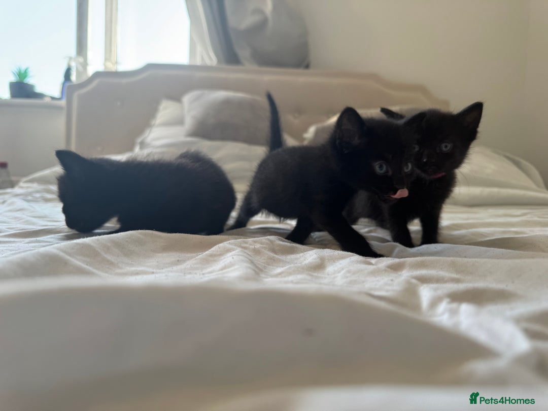 Mixed Breed cats for sale: 3x black kittens for sale  - Image 5