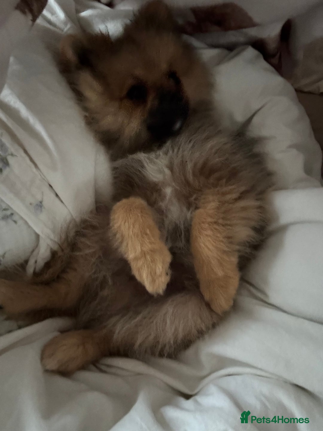 Pomeranian dogs for sale: Mini Pomeranian boy  - Image 3