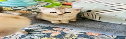 Scottish Fold cats for sale: BEAUTIFUL KITTENS LOOKING FOR THEIR FOREVER HOMES! - Advert 25