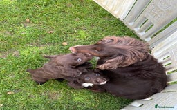 Cocker Spaniel dogs for sale: Chocolate cocker spaniel pups  - Advert 2