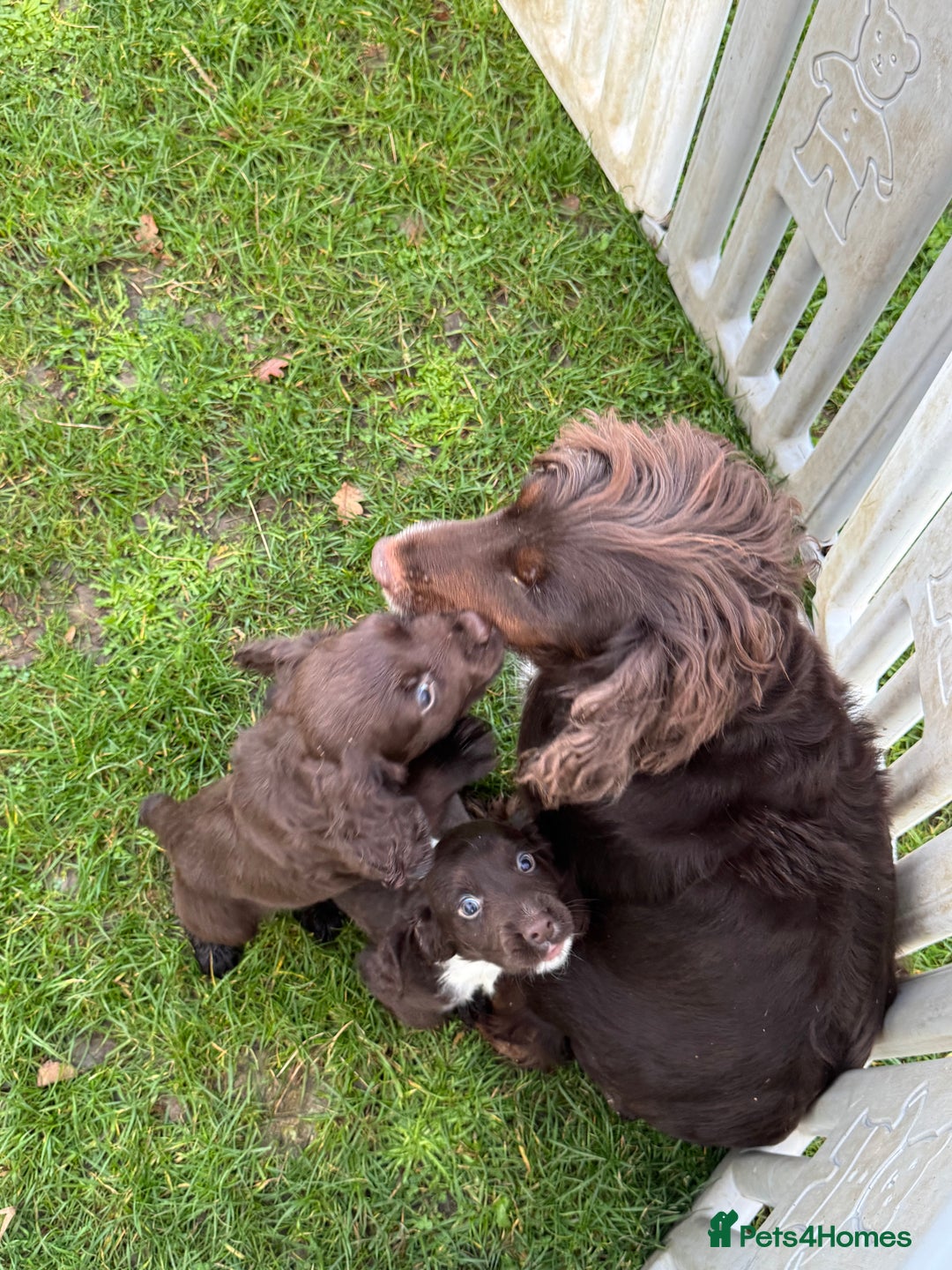 Cocker Spaniel dogs for sale: Chocolate cocker spaniel pups  - Advert 2