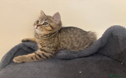 British Shorthair cats for sale: Ready to go BS kittens  - Image 14