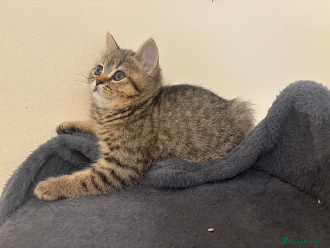 British Shorthair cats for sale: Ready to go BS kittens  - Image 14