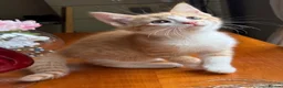 Mixed Breed cats for sale: Ginger Calico Tuxedo Kittens London-Richmond Sale - Advert 34