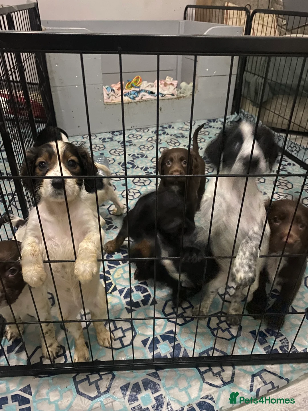 Sprocker dogs for sale: Beautiful Sprocker Puppies Ready 30th December - Advert 21