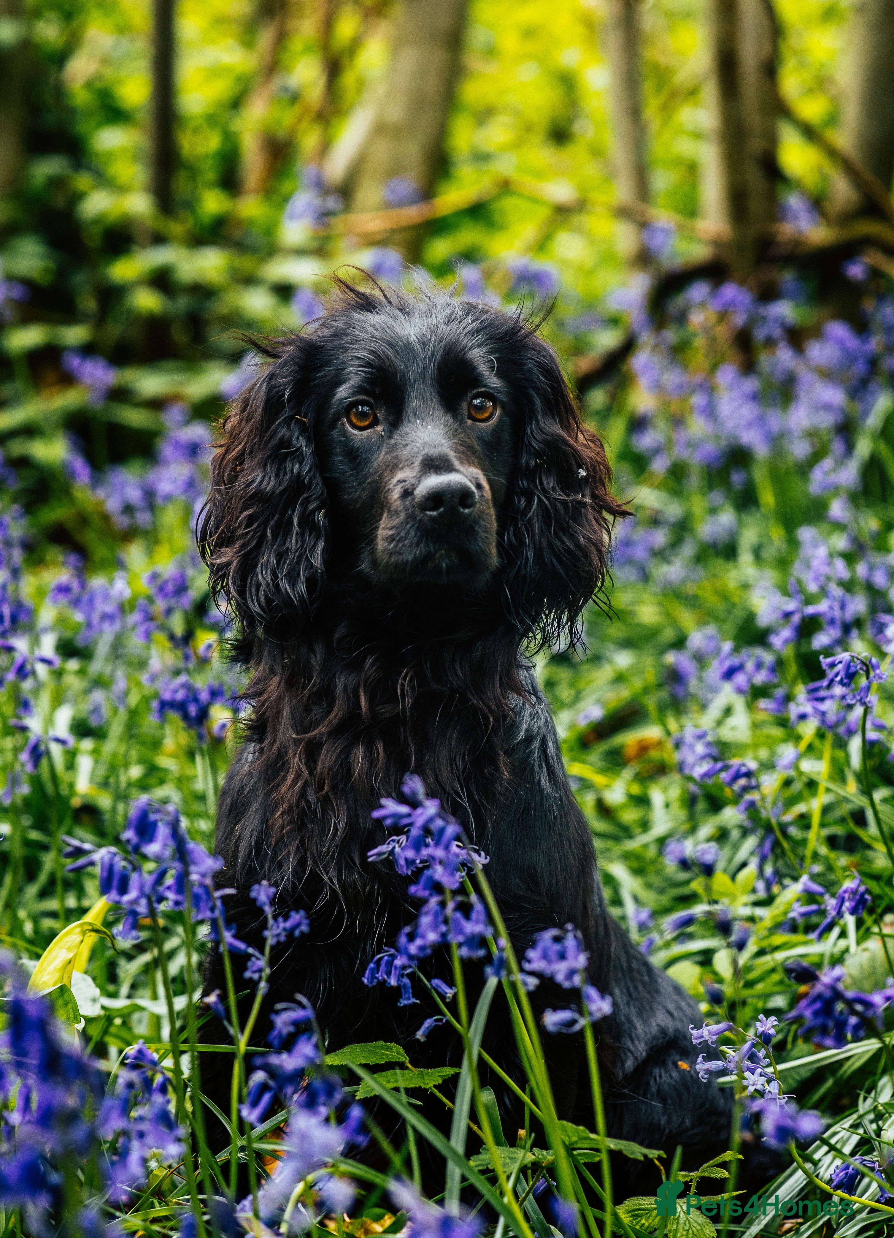 Cocker Spaniel dogs Ftch x ftch bred, 💥FULLY💥 health tested cocker in Cranbrook - Advert 3
