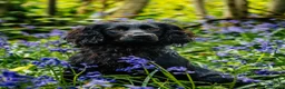 Cocker Spaniel dogs for stud: Ftch x ftch bred, 💥FULLY💥 health tested cocker in Cranbrook - Advert 1