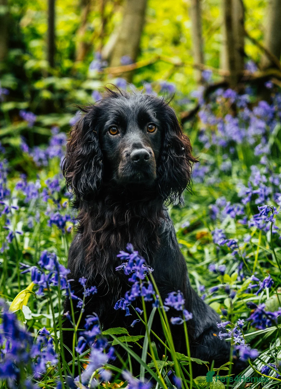 Cocker Spaniel dogs for stud: Ftch x ftch bred, 💥FULLY💥 health tested cocker in Cranbrook - Advert 1