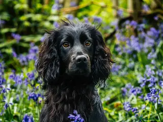 Cocker Spaniel dogs Ftch x ftch bred, 💥FULLY💥 health tested cocker in Cranbrook - Advert 20