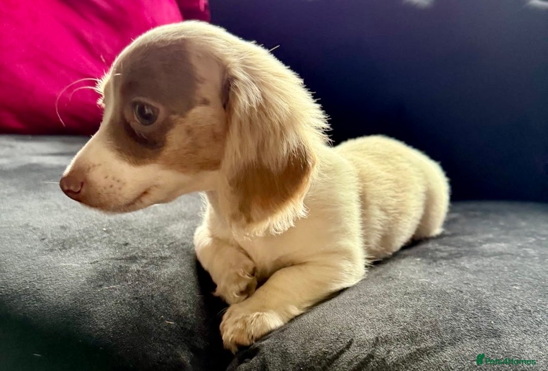 Miniature Dachshund dogs for sale: RE-OPENED AD 2x KC mini long haired 5* ready now  - Advert 9