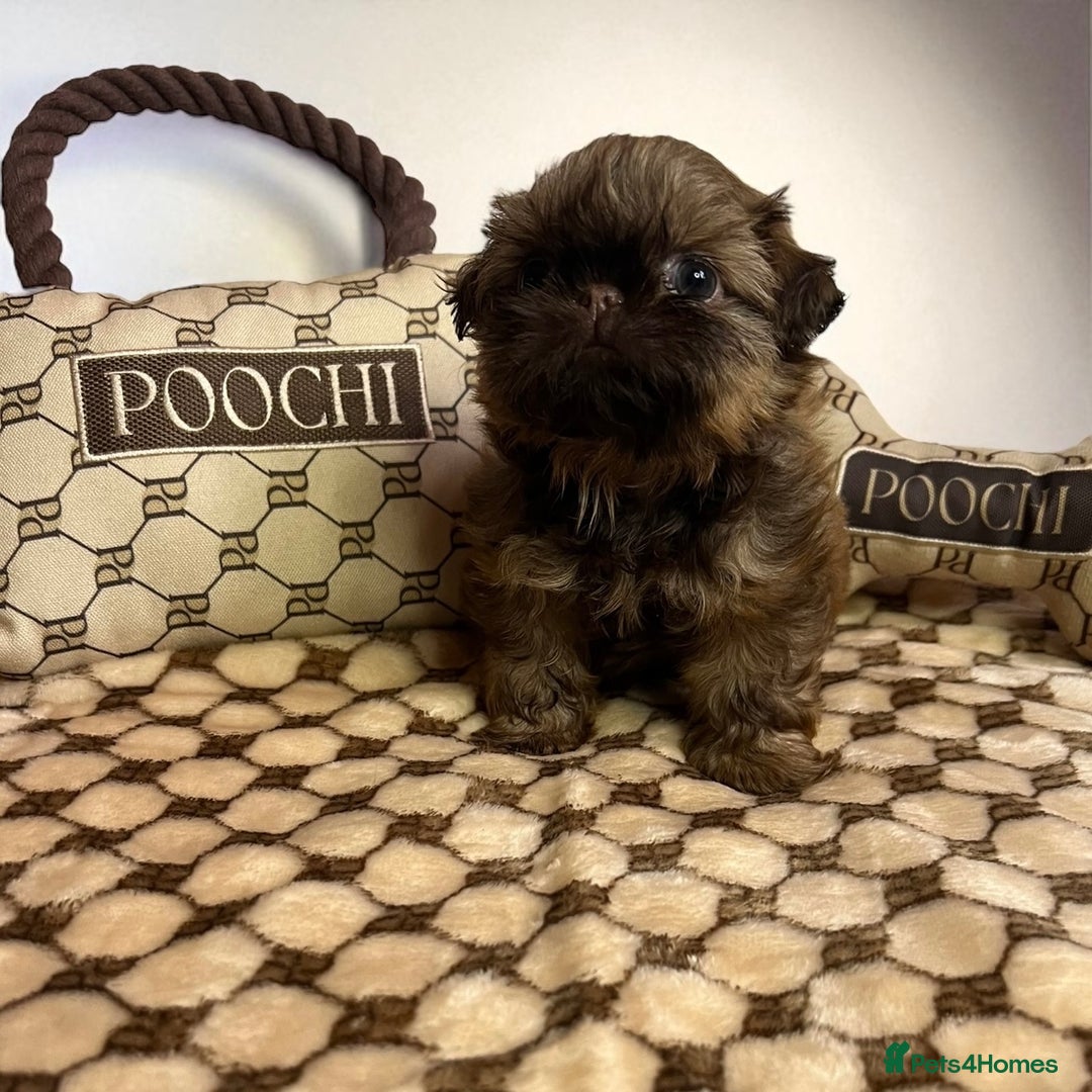 Shih Tzu dogs for sale: Stunning KC chocolate imperial Shihtzu puppies - Image 2