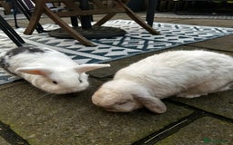 English Lop rabbits for sale: Two rabbits - Image 5