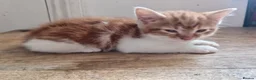 Mixed Breed cats for sale: British shorthair cross kittens  - Advert 2