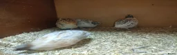 Quail poultry for sale: Male Jumbo Coturnix Quail - Advert 3