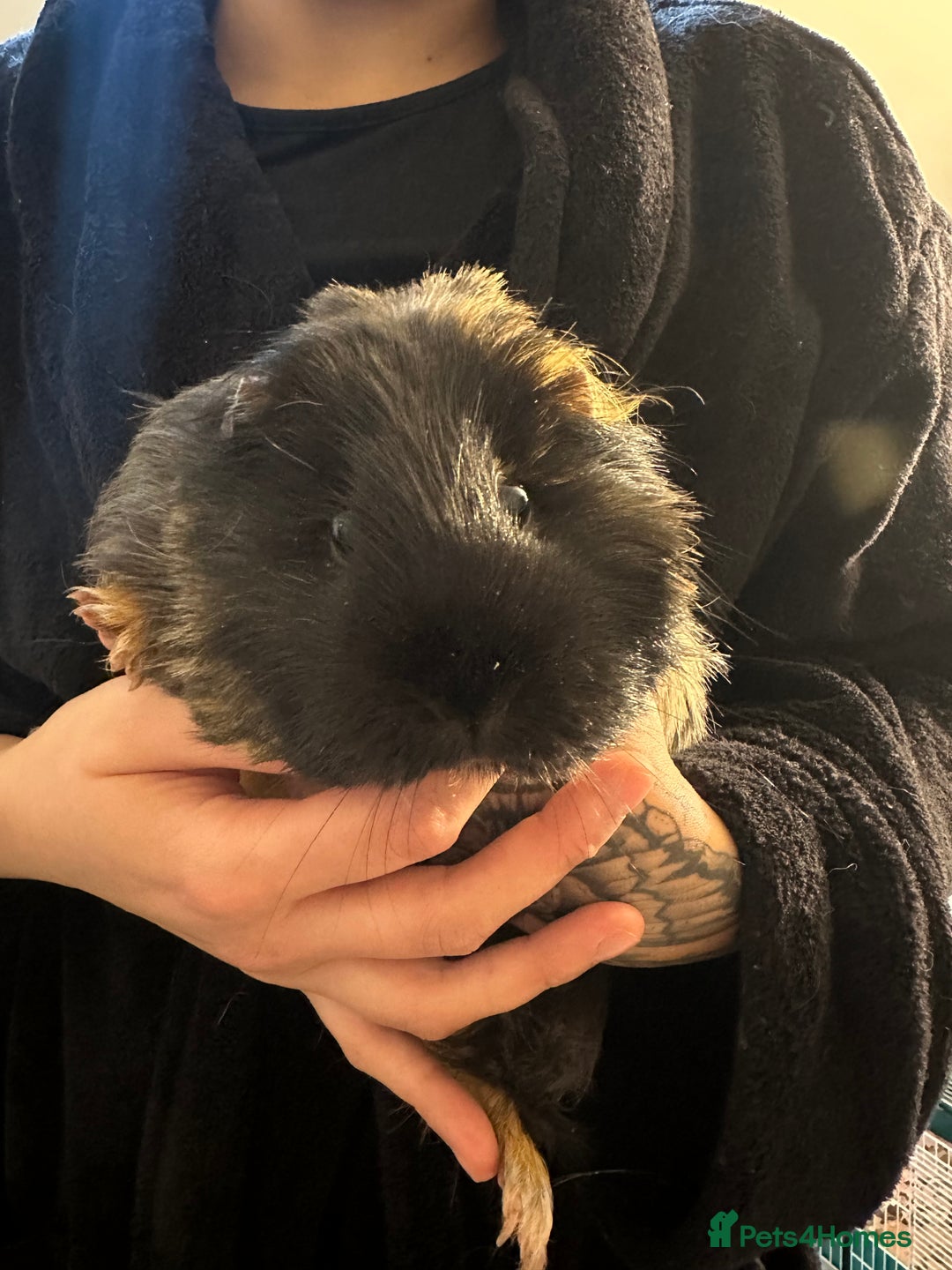 Guinea Pig rodents for sale: Free to a good home - Advert 4