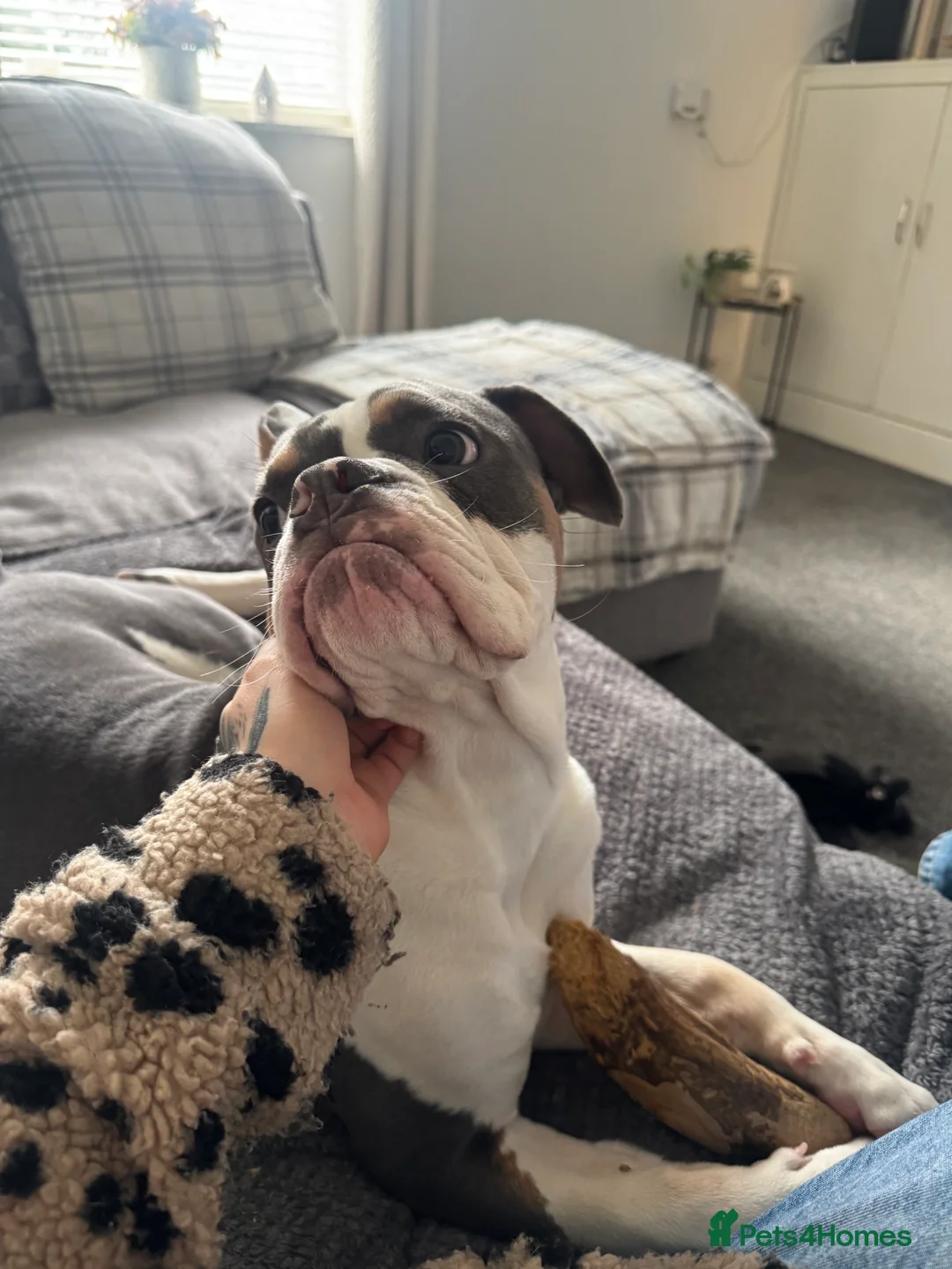 Mixed Breed dogs for sale: Remmie - Advert 6