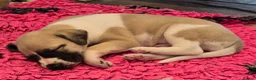 Whippet dogs for sale: Kc reg whippet litter - Advert 13
