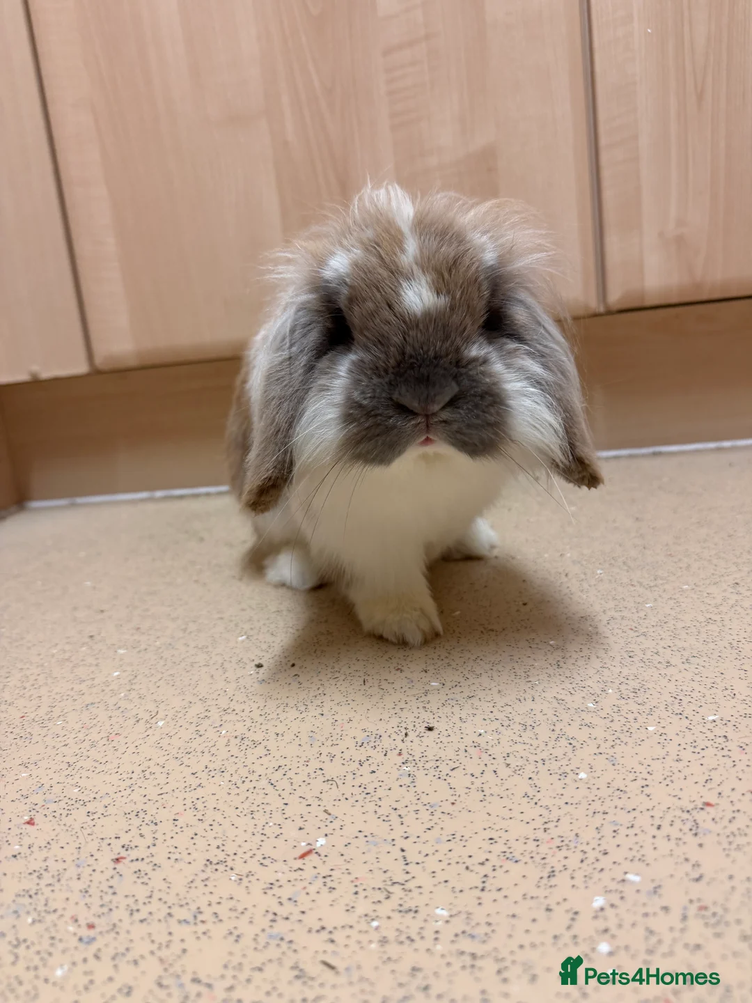 Mini Lop rabbits for sale: Mini Lop crossed Lion Lop Bunnies  - Advert 16