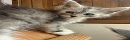 Maine Coon cats for sale: TICA Registered Maine Coon Kittens - Advert 7